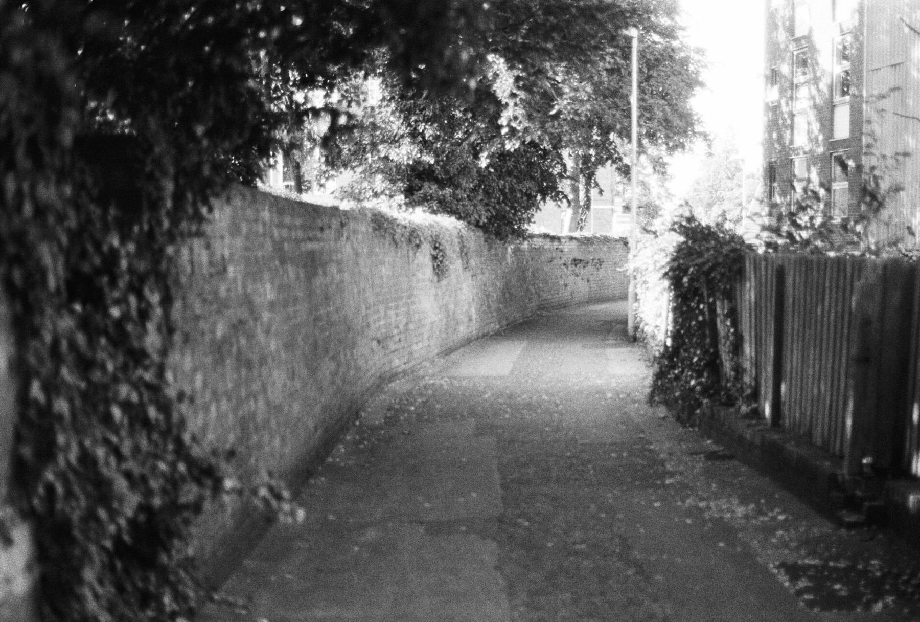 A walled lane under overhanging trees